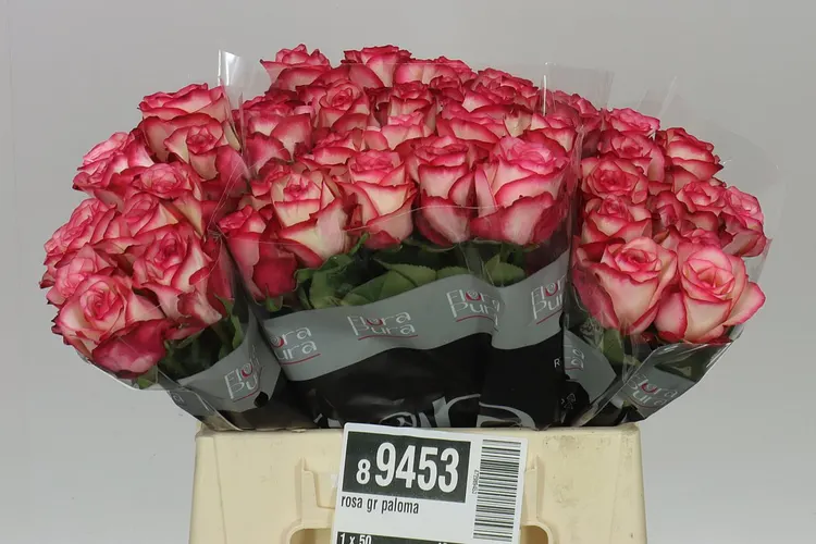 Rosa Gr Paloma 40 cm