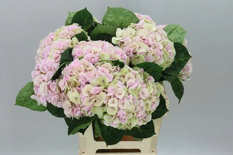 Hyd Matcha Classic 65 cm