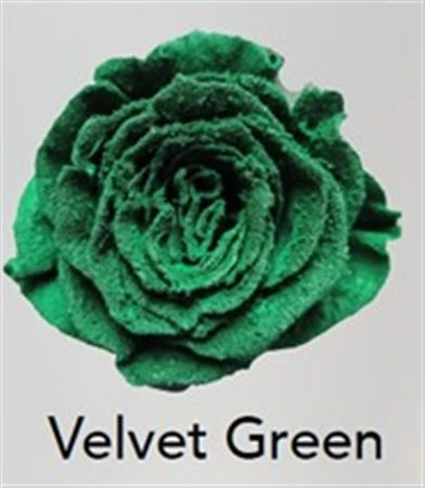 Ruža farbená Velvet Green, Ekvádor 50 cm