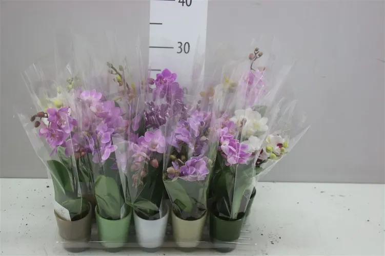Orchidea Phalaenopsis Mini mix v obale Glas, 1 výhon črepník 6 cm