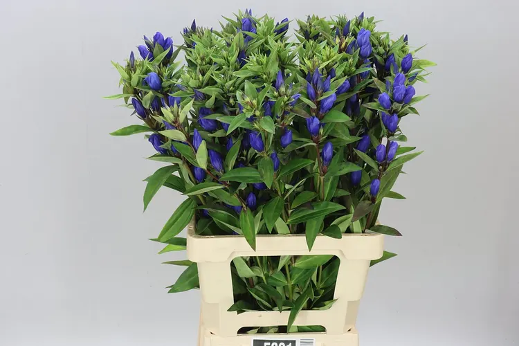 Gentiana Bluebells 70 cm