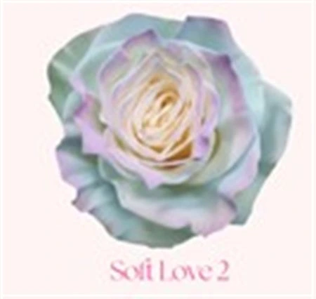 Ruža farbená Soft Love 2, Ekvádor 50 cm
