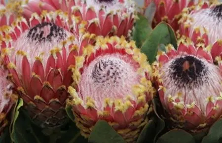 Protea Barbigera 50 cm