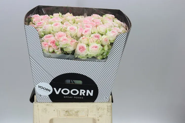 Rosa Tr Happy Wedding 60 cm