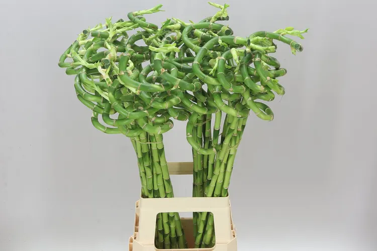 Lucky Bamboo Twisted 80 cm