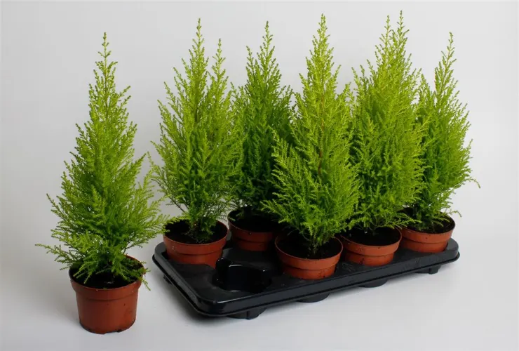 Cupressus Wilma črepník 12 cm