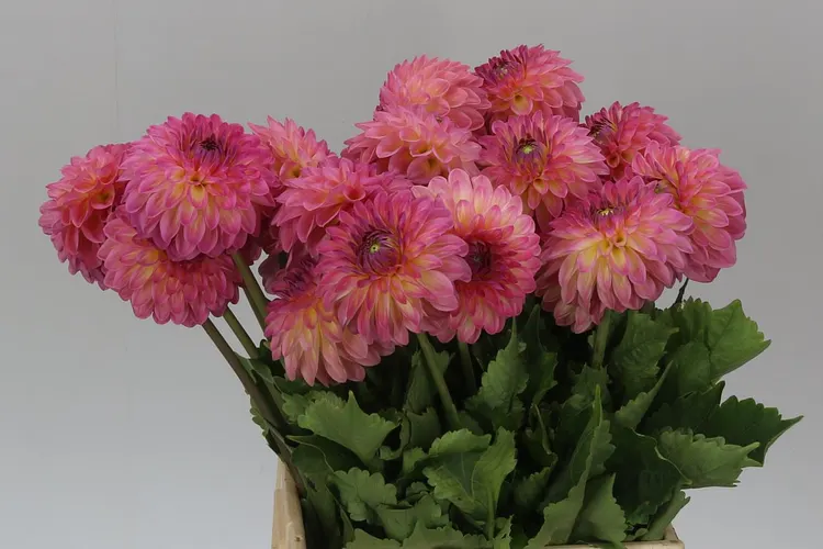 Dahlia Barbados 50 cm