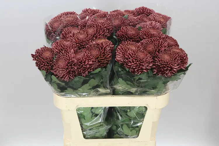 Chryzantéma veľkokvetá Bigoudi Red 75 cm