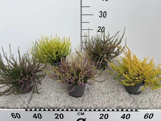 Vres G.girls Trio červeno-ružovo-biely črepník 11 cm