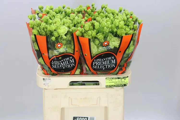 Eustóma plnokvetá Rosanne Pistachio Ex 70 cm