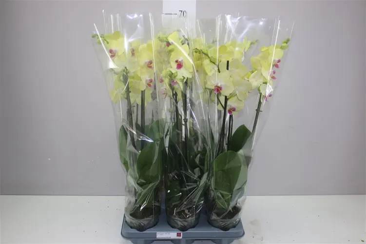 Orchidea Phalaenopsis žltá, 3 výhony črepník 12 cm