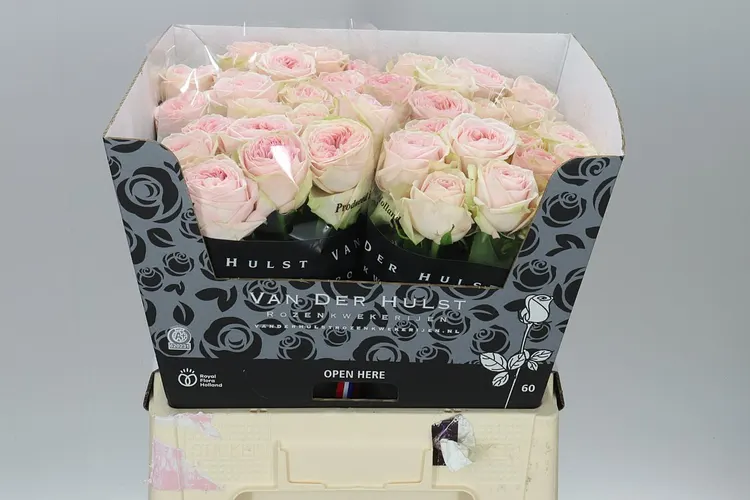 Rosa Gr Bal Summerhouse 60 cm