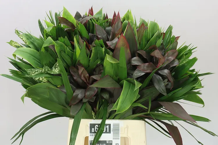 Asia mix 50 cm