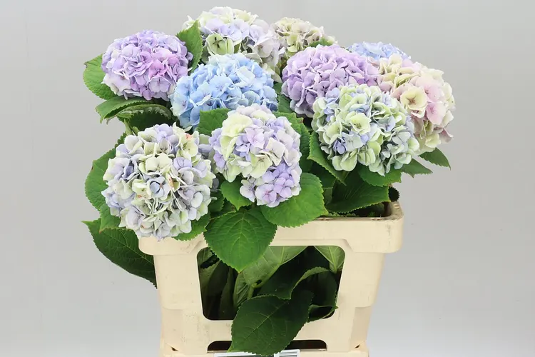 Hyd Surprise Classic 60 cm
