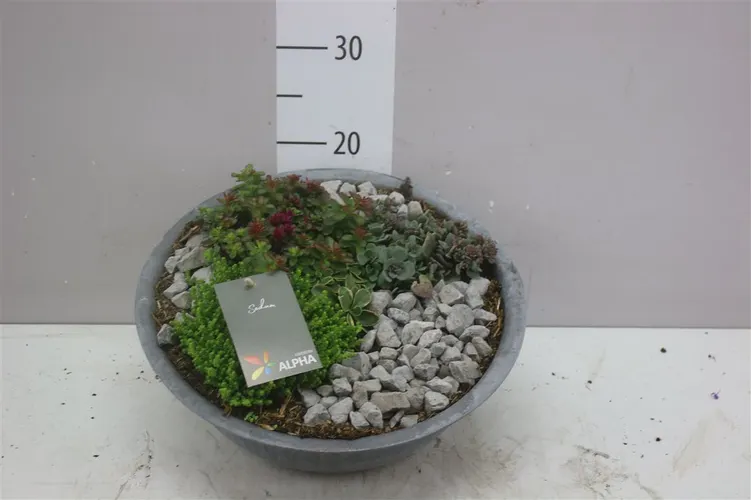Sedum Gemengd In Zinken Schaal X črepník 36 cm