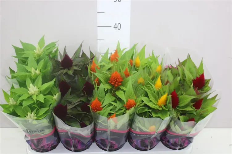 Celosia Pl Lumos Gemengd črepník 12 cm
