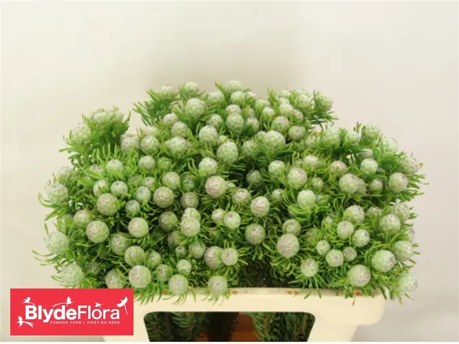 Kaaps Jade Pearl Spray 50 cm