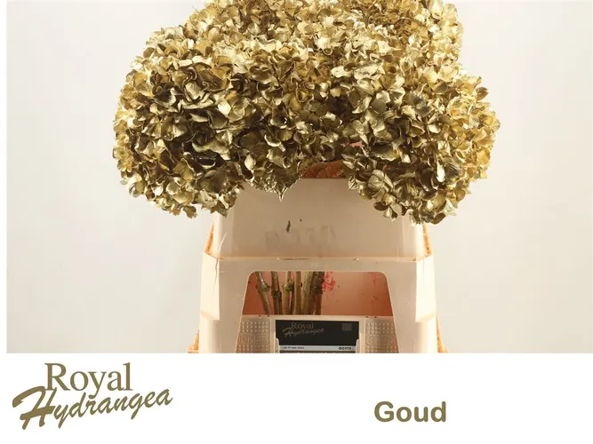 Hydr Painted Gold 80 cm