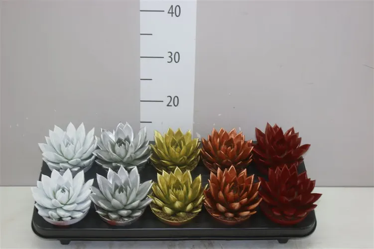 Echeveria Xmas mix črepník 10,5 cm