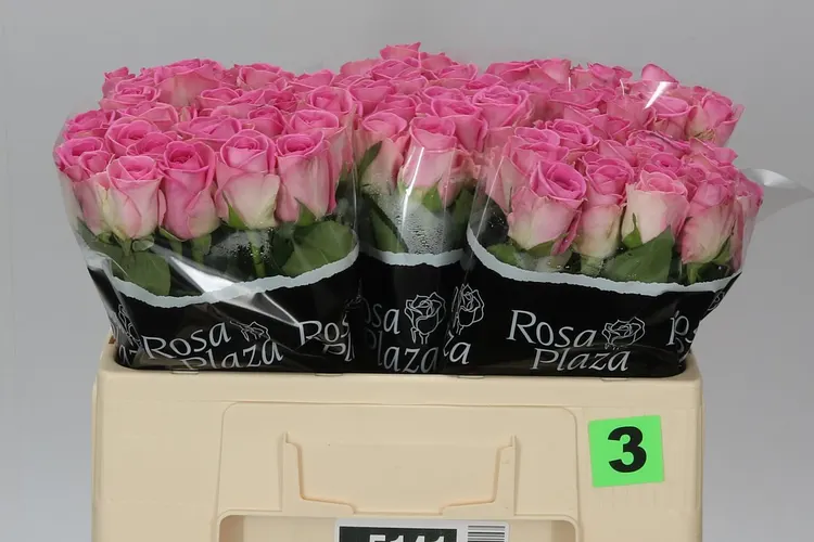 Ruža Aqua Imp 50 cm