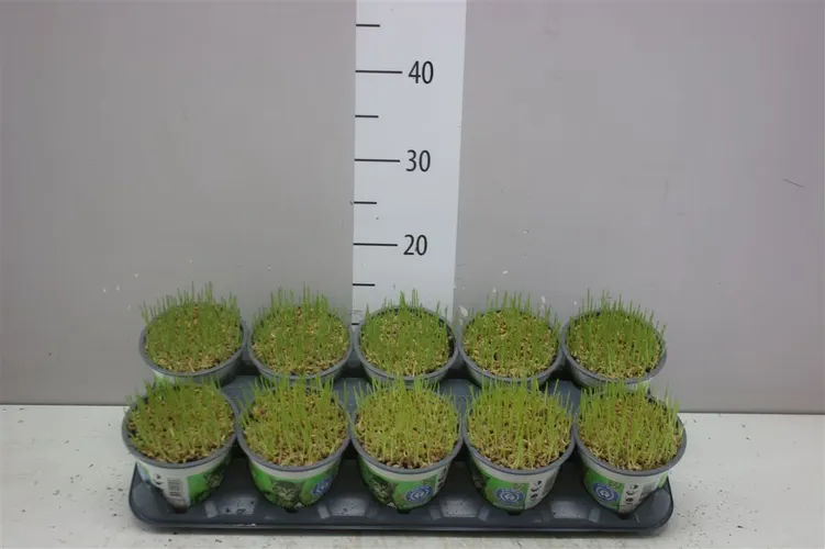 Mačacia tráva črepník 12 cm