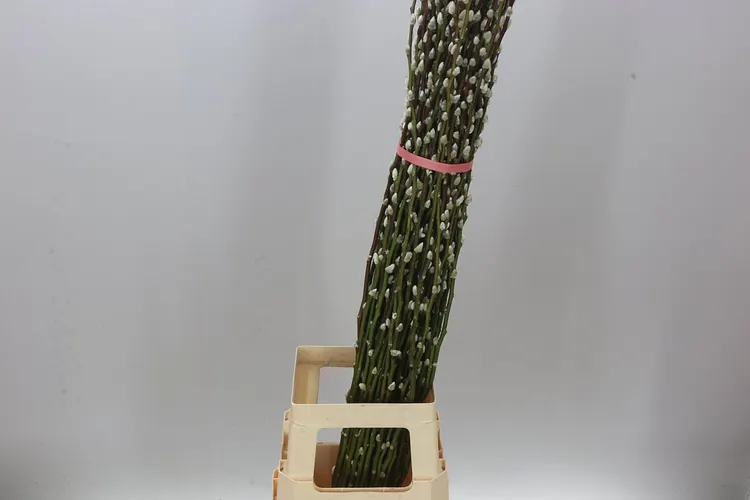 Salix Snow Flake 120 cm