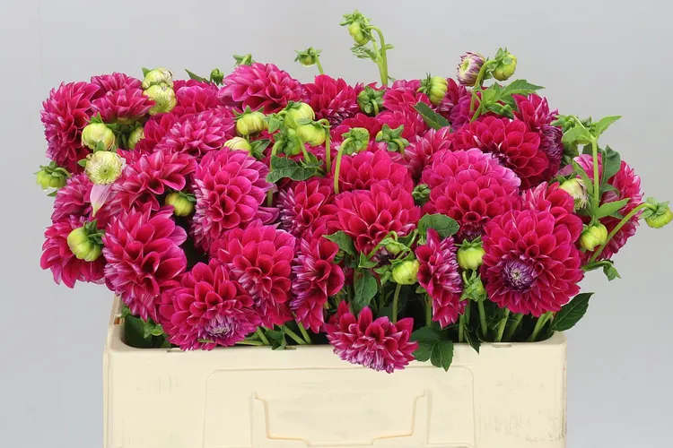 Georgíny (Dahlia)