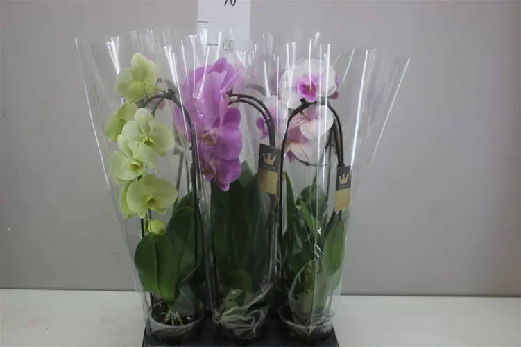 Orchidea Phalaenopsis Cascade mix, 1 výhon črepník 12 cm