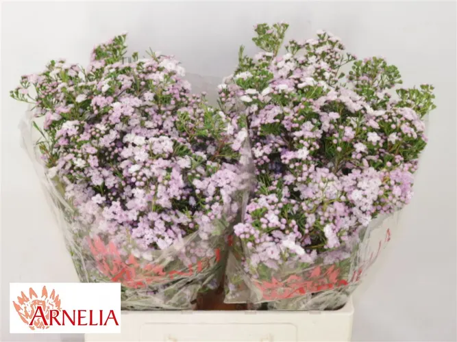 Voskovka Dancing Queen 60 cm