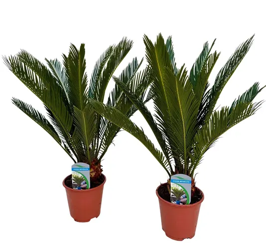 Cycas Revoluta 10+ črepník 14 cm