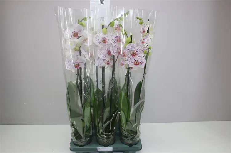 Phal Goya 2 Tak črepník 12 cm