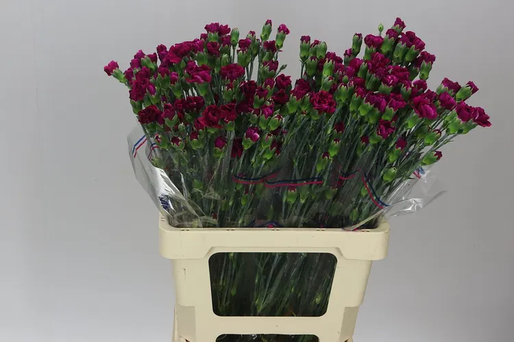 Di Tr Purple 65 cm