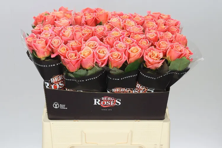 Rosa Gr Miss Piggy 60 cm