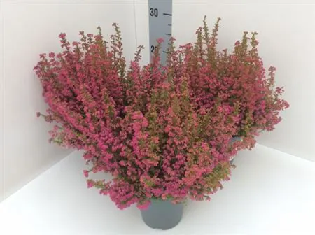 Erica Zo Gracilis Rood črepník 11 cm