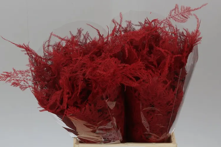 Asparagus 1e Veren Red 45 cm