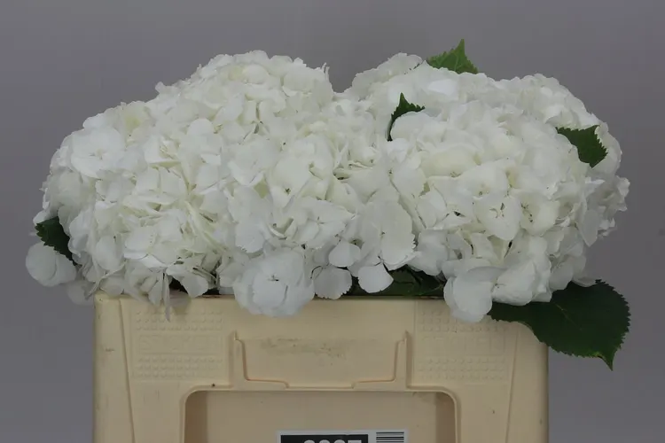 Hydrangea Verena White 50 cm