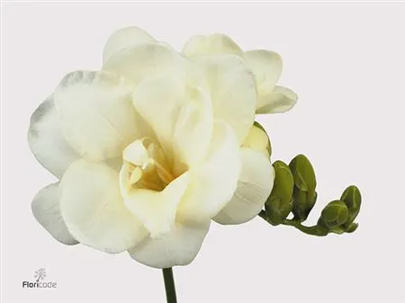 Fr Du White