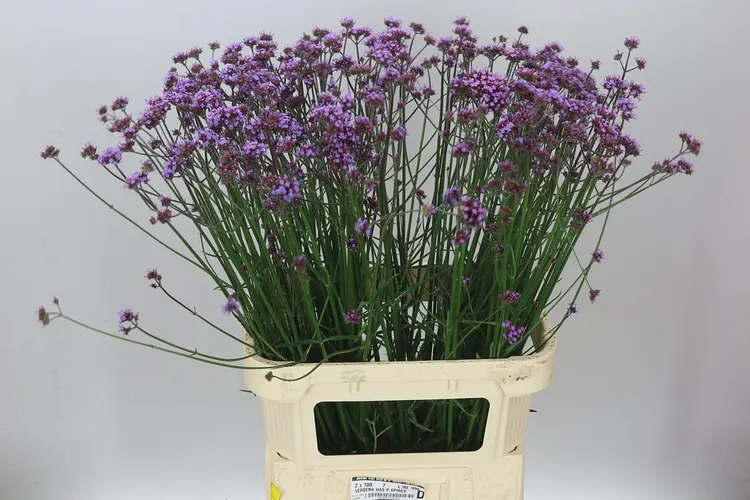 Verbena Has Pink Spires 90 cm
