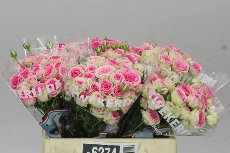 Rosa Tr Mimi Eden 35 cm