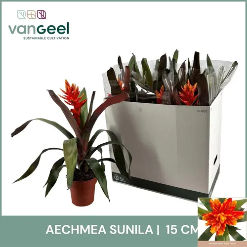 Aechmea oranžová črepník 15 cm