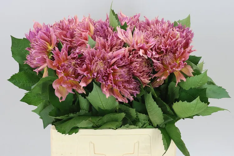 Dahlia Omega 50 cm