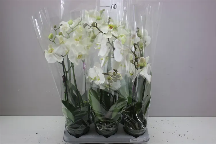 Orchidea Phalaenopsis Bo biela, 2 výhony črepník 12 cm