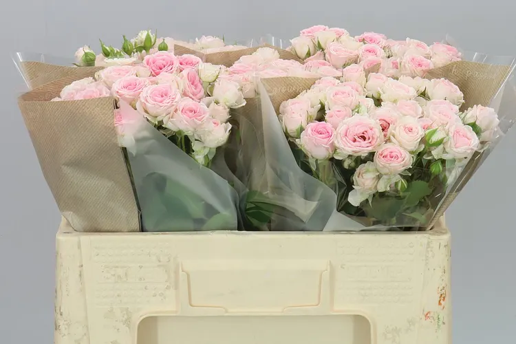 Rosa Tr Kate-lynn 50 cm