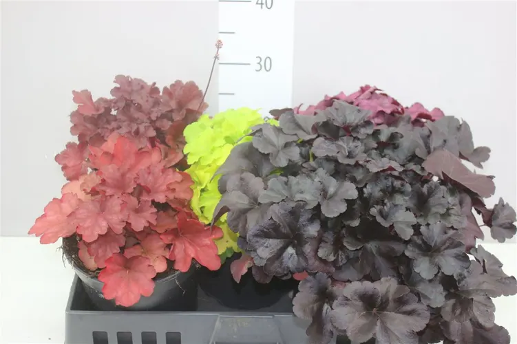Heucherella Leaf Design mix črepník 19 cm