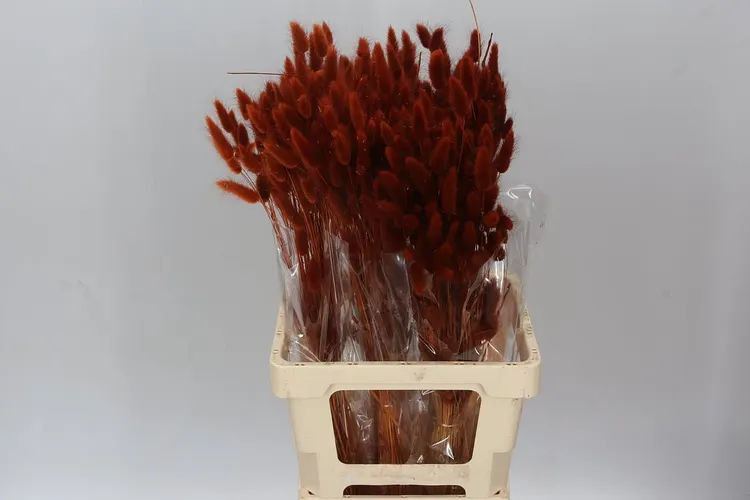 Dried Lagurus Brown 65 cm