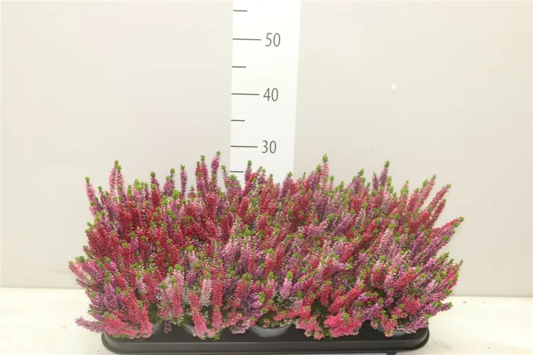 Calluna Beauty Ladies Trio Wildberry črepník 10,5 cm