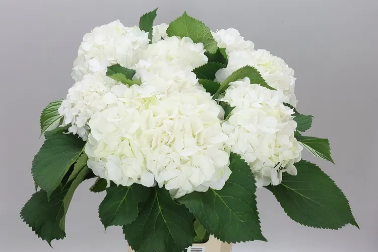 Hyd Verena White 65 cm