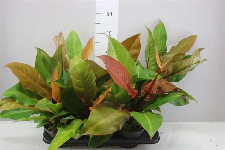 Philodendron Prince Of Orange črepník 17 cm