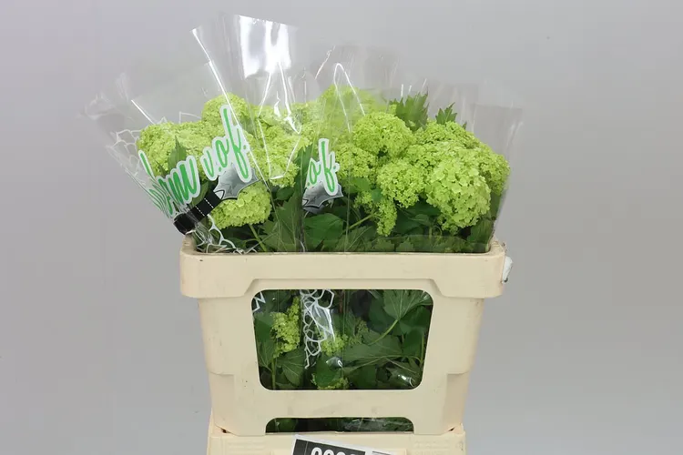Viburnum Roseum 50 cm