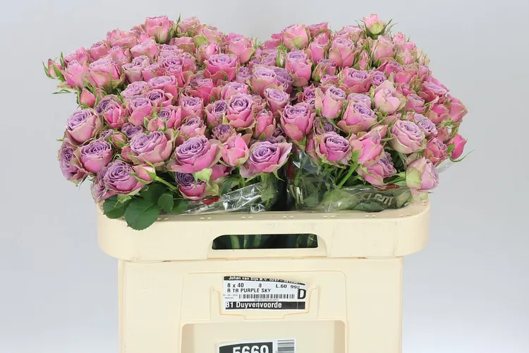 Rosa Tr Purple Sky 60 cm